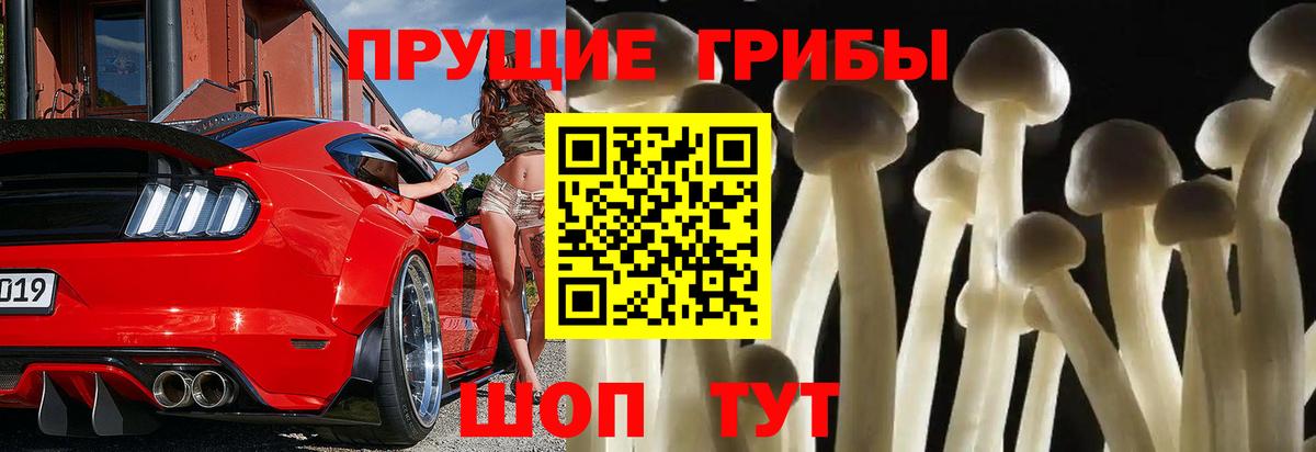 Галлюциногенные грибы Psilocybine cubensis Сафоново